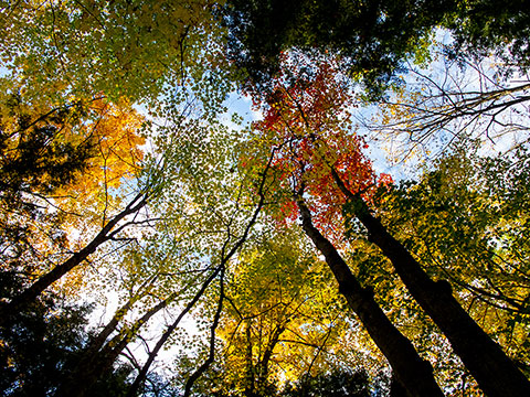 Fall trees